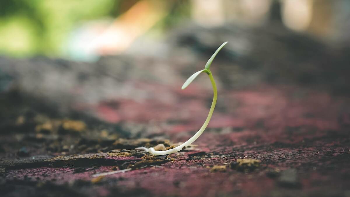 Tree sprout growing from the dirt